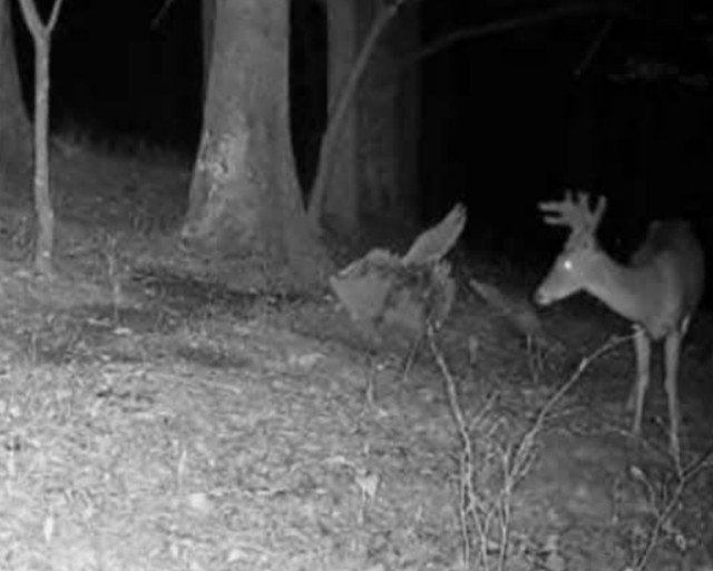 Tag-Out Deer Mineral