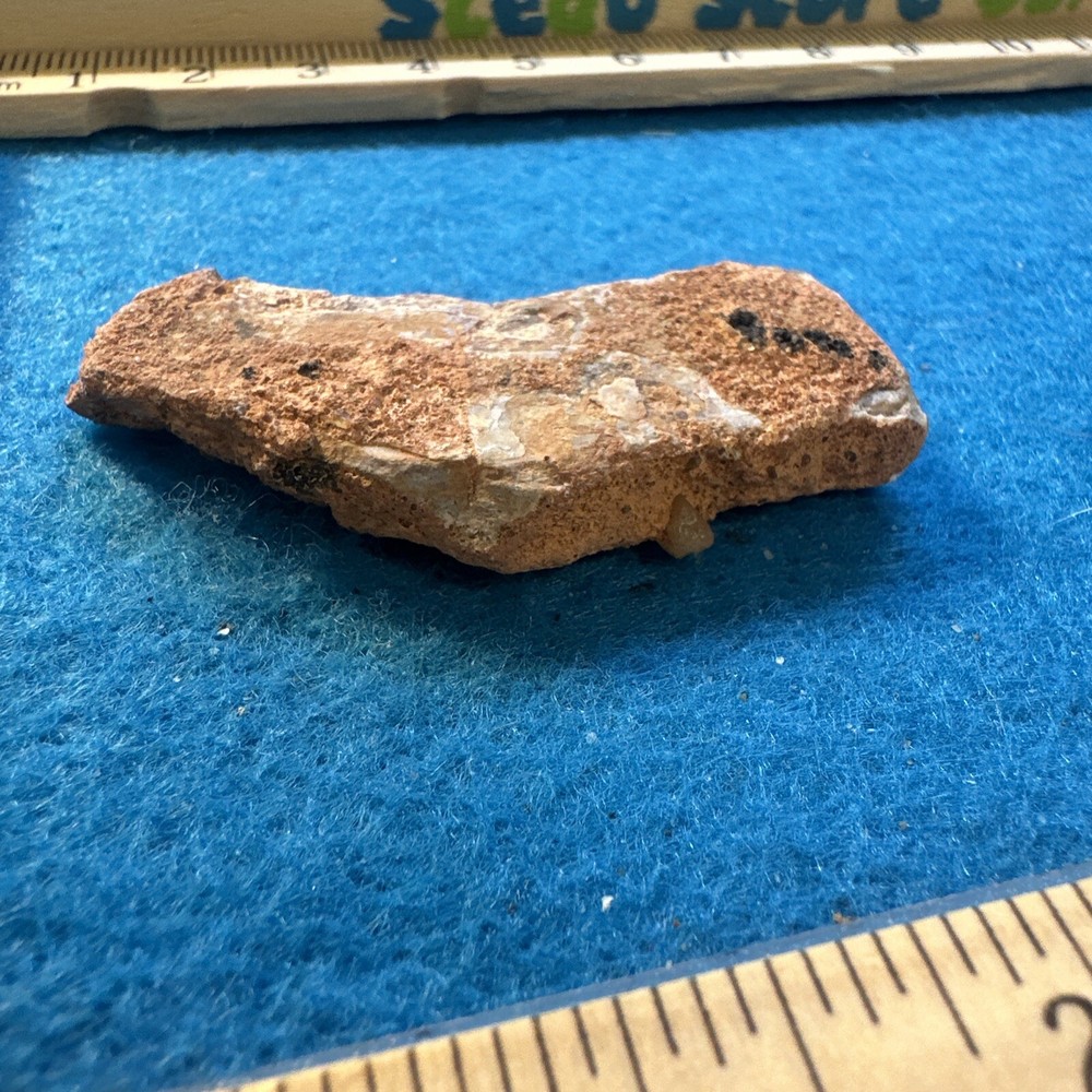 Spinosaurus Extinct Dinosaur Bone Fossil in Display Case