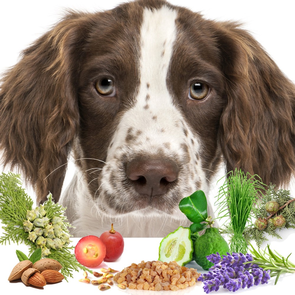 Is Your Springer Spaniel Afraid of Thunder? Fireworks? Try Relax Aromatherapy