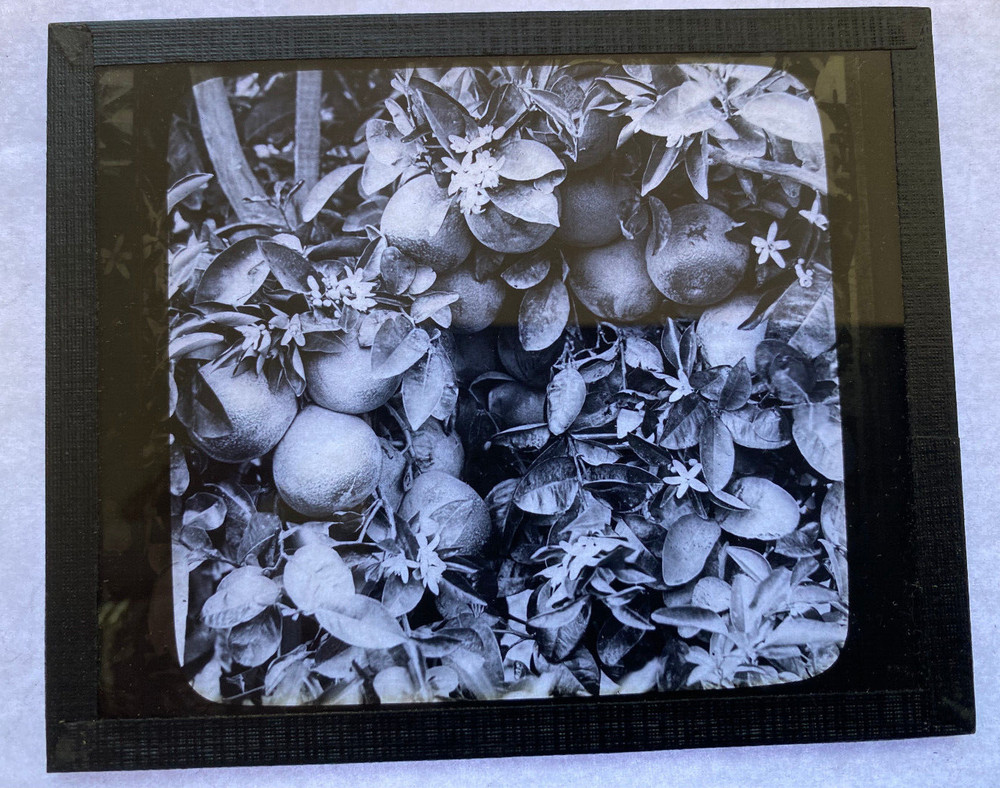 KEYSTONE MAGIC LANTERN SLIDE 53 NAVEL ORANGES FRUIT & BLOSSOMS CALIF. 1920s