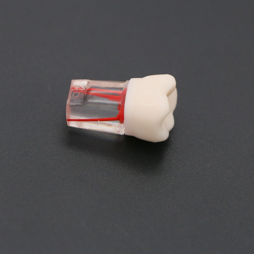 Dental Teeth Root Canal RCT Block Pulp Cavity Practice Model for Endo File Study