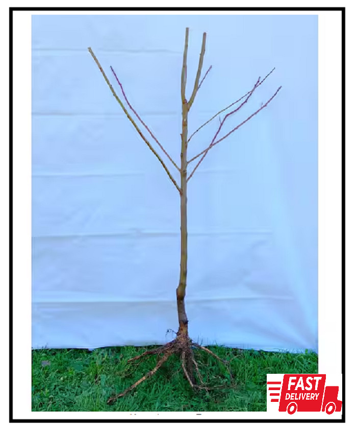 Dwarf Italian Plum Tree Bare Root