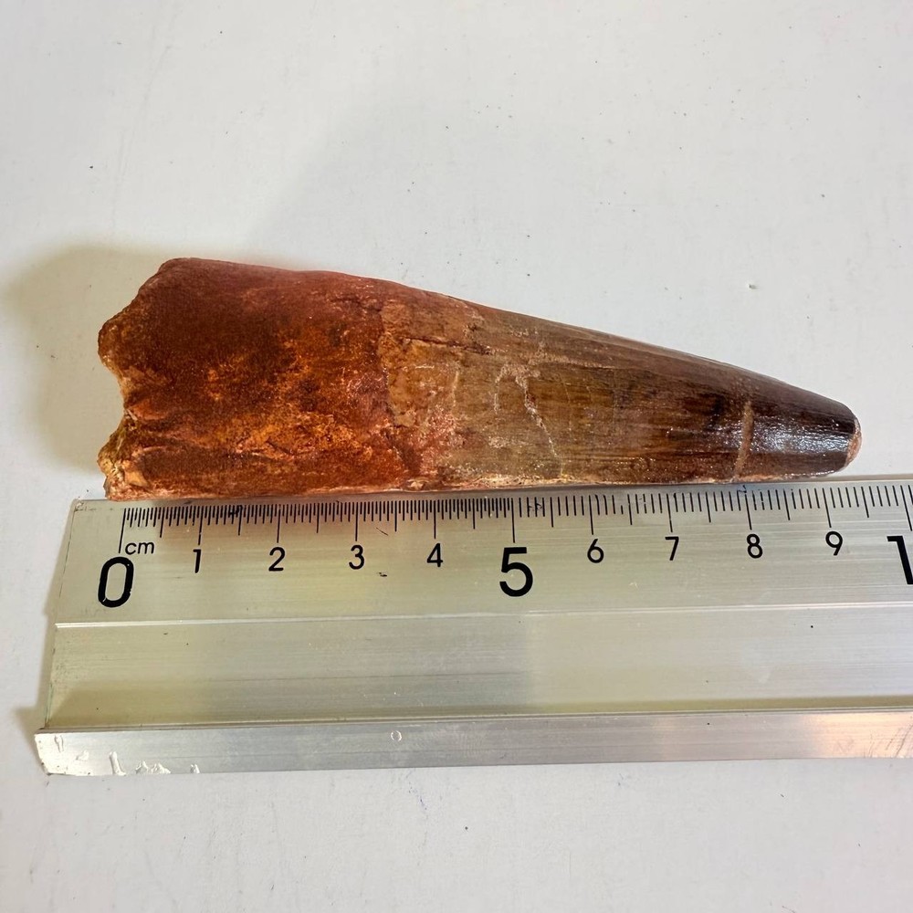 HUGE Spinosaurus Tooth 9 cm MASSIVE Dinosaur Fossil Display