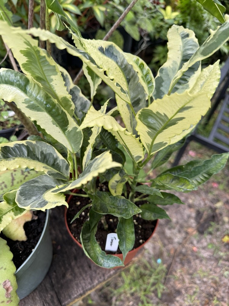 Codiaeum variegatum Tamara