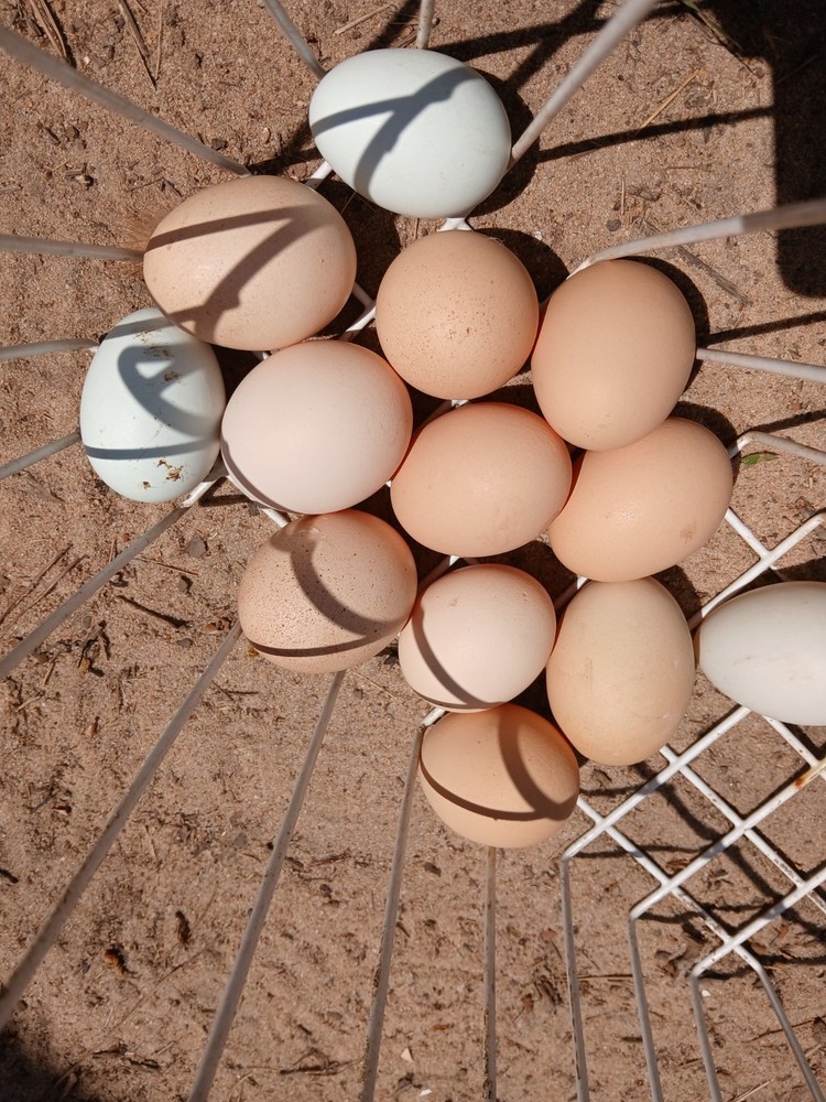 Zombie chicken +golden bluffs hatching eggs 1 dozen