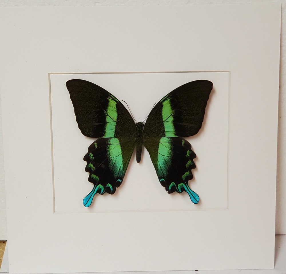 Real framed peacock swallowtail in Custom shadowbox