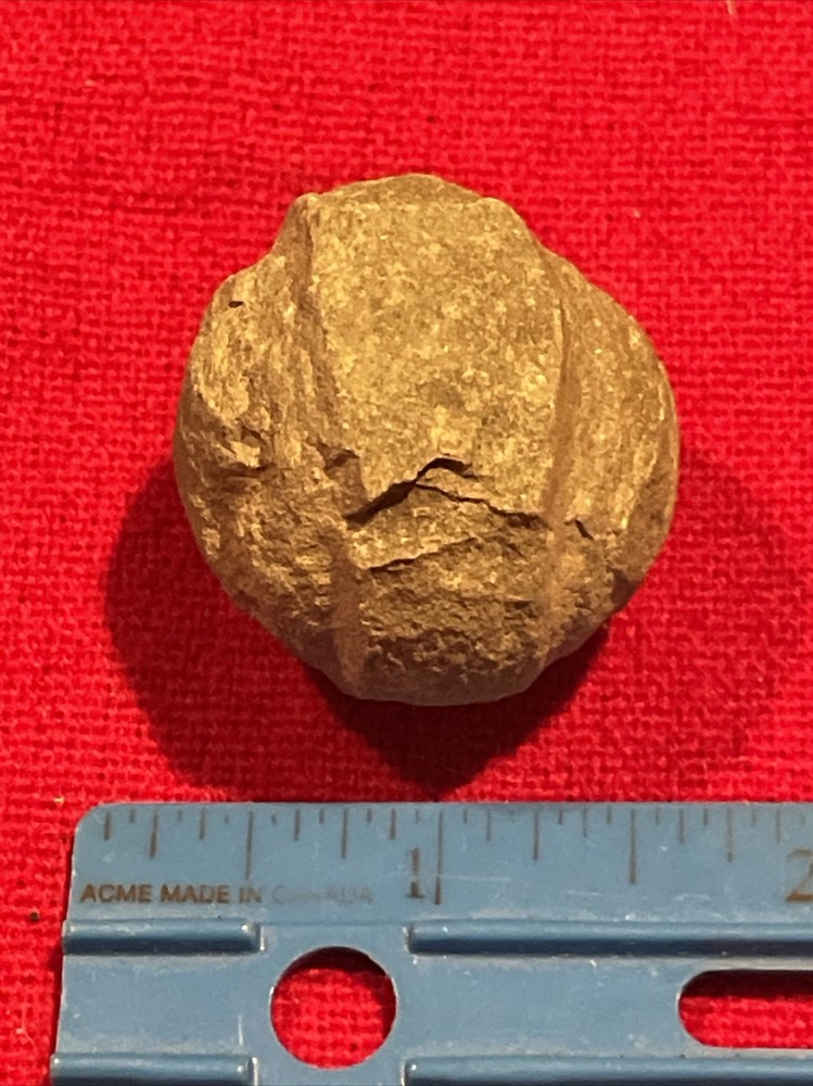 prehistoric Sea animals, Fossilized