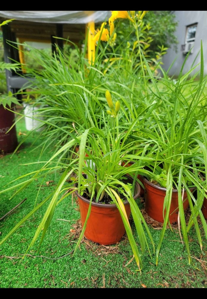 Stella De Oro Daylillies 5 Plants