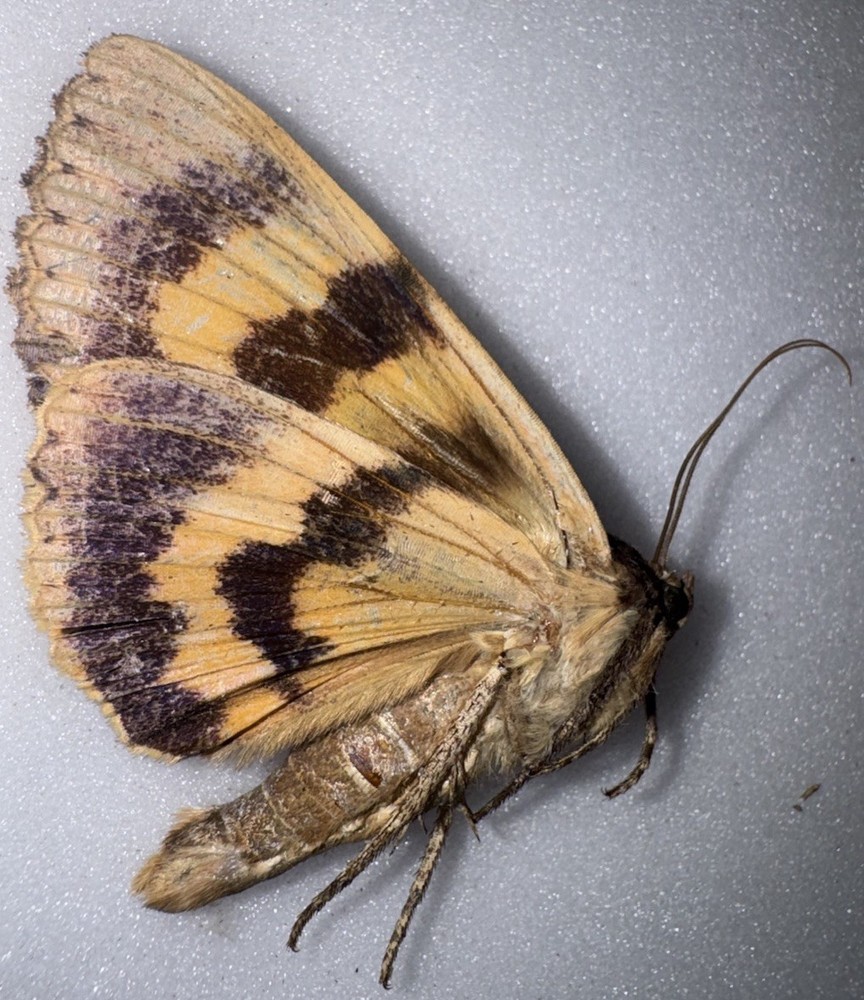 JS6 - YELLOW CATACOLA UNDERWING MOTH Large - 7