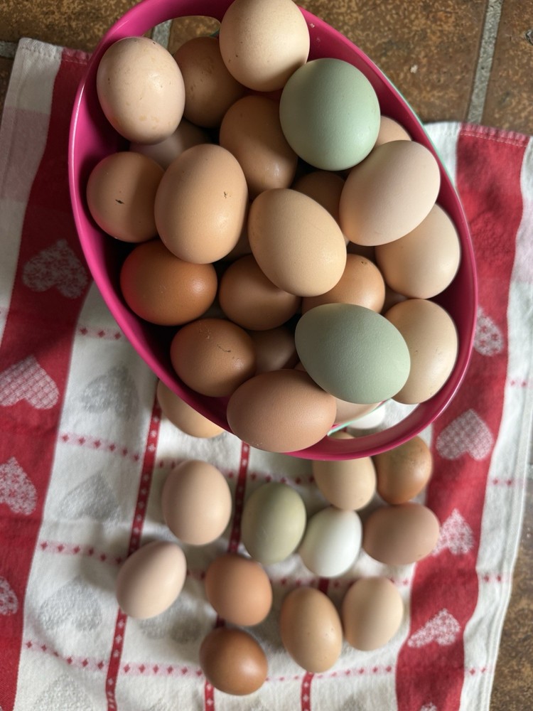 Barnyard Chicken Hatching Eggs 12 Pack