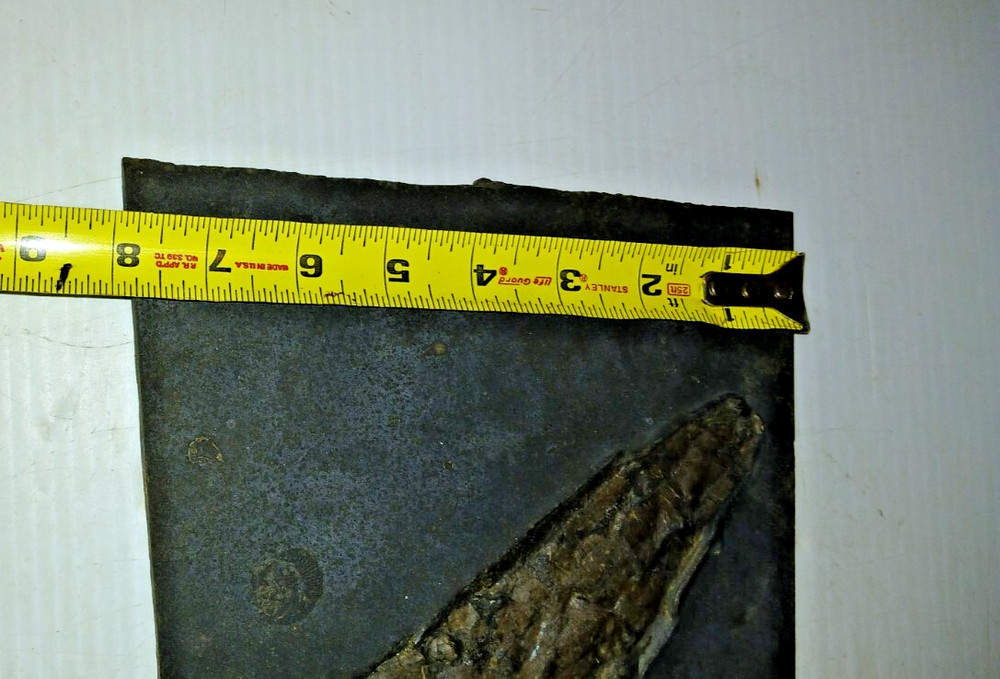 Dinosaur? Fish? Ray? Fossil