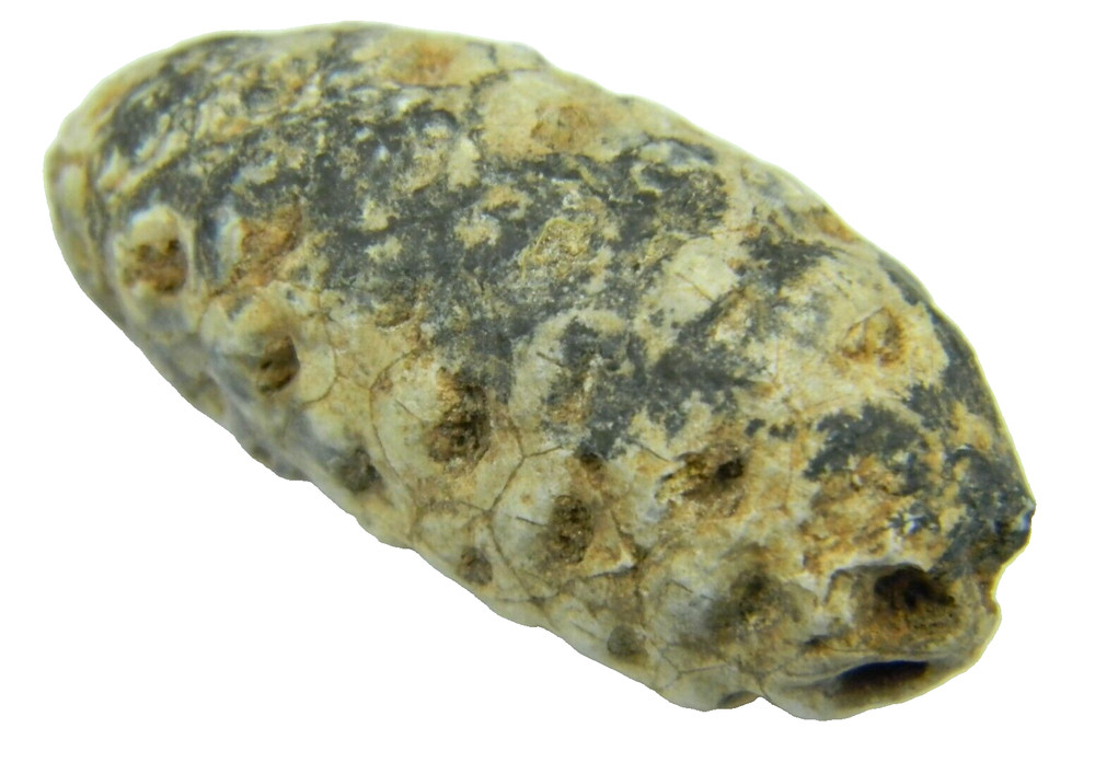 Fossil Seed (PINE) Cone Morocco 1.60 inch - 17.37 grams