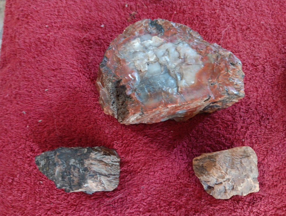 3 Pieces Of Petrified Wood