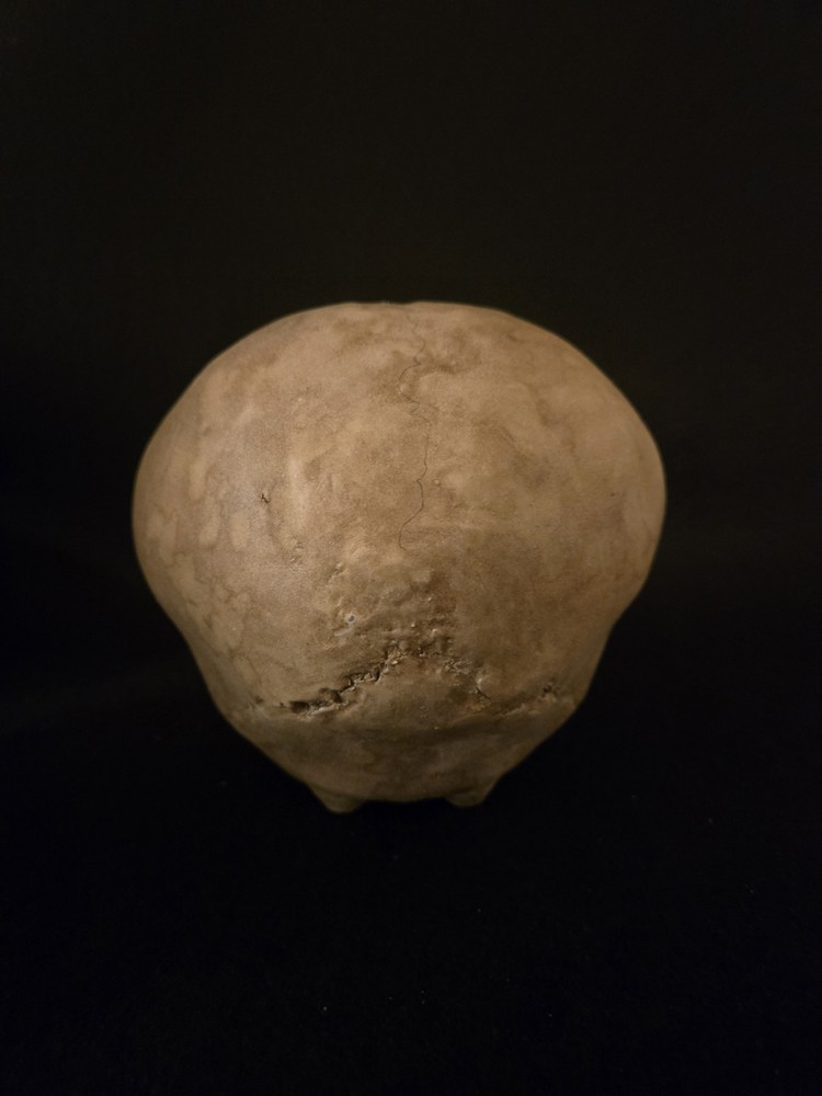 Human Skull Enlongated Realistic