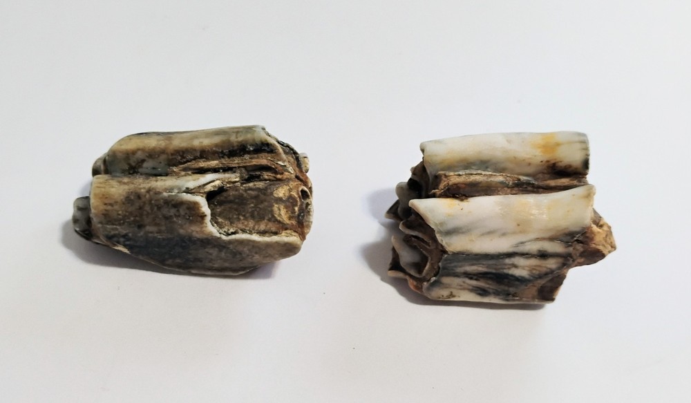 6 Petrified Fossil Bones