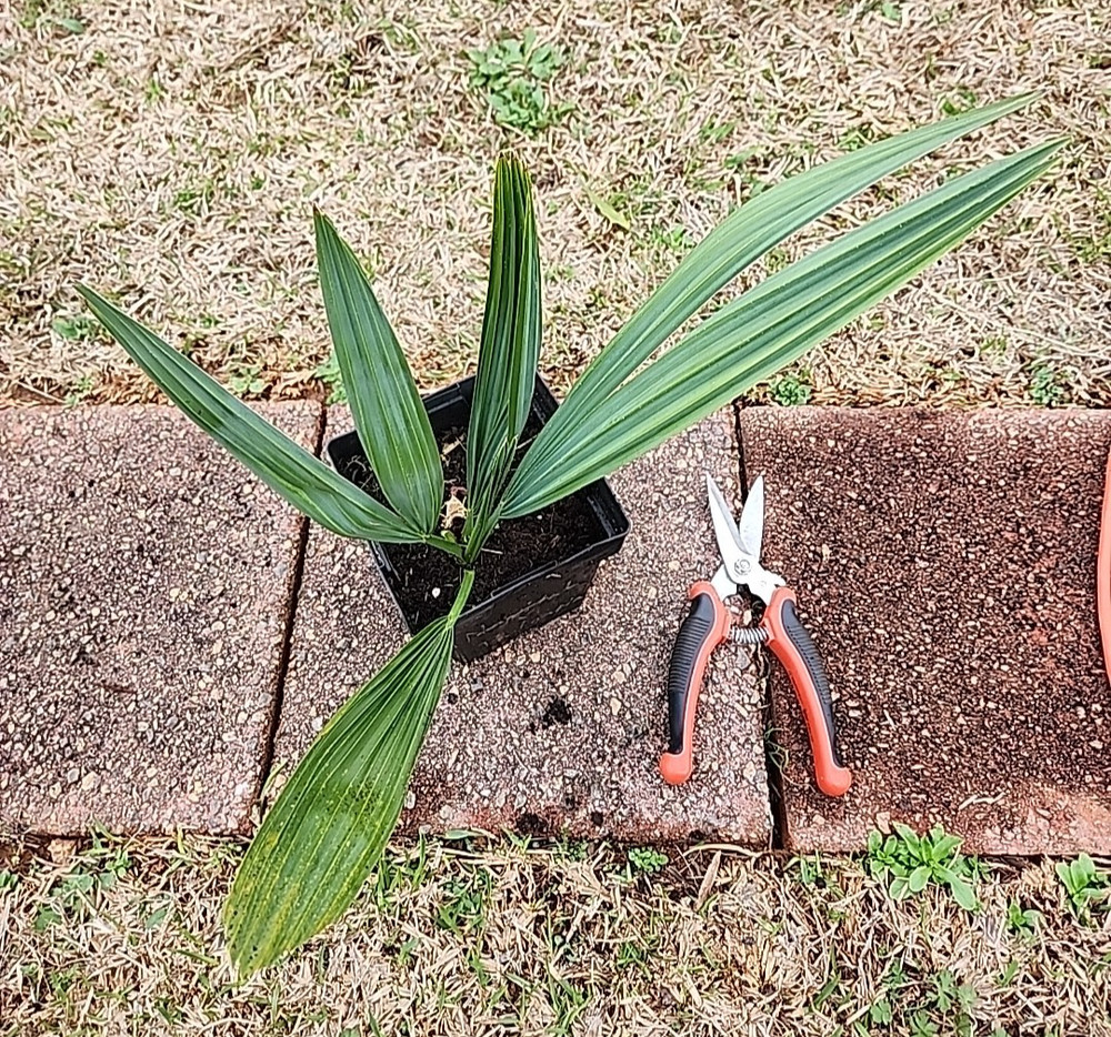 Sabal louisiana