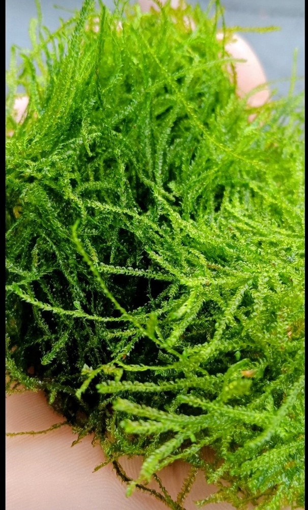 Pest Free Java Moss