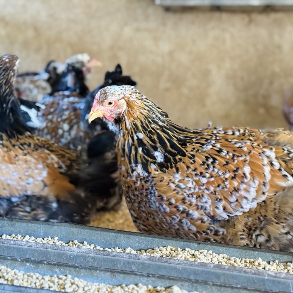 12++ Porcelain Brahma Hatching Eggs