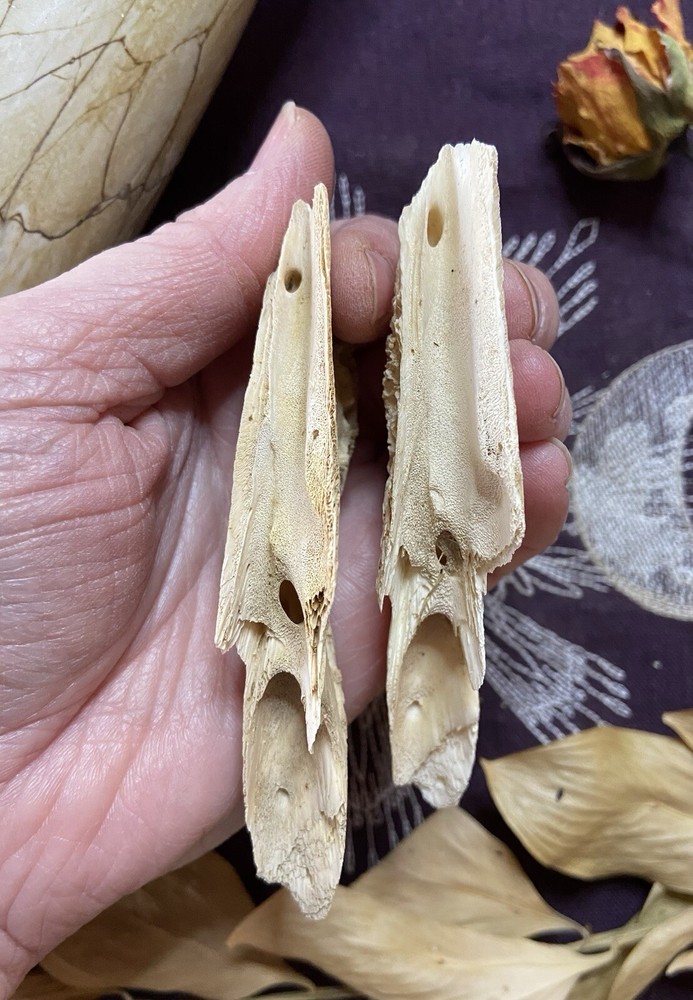 One Ethically Sourced Alligator Maxilla Bone Half, Upper Jaw Bone, Real Bone