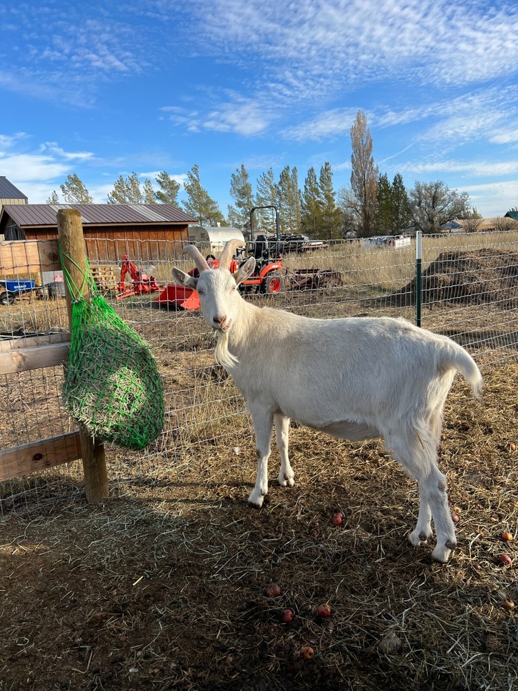 Small square hay net