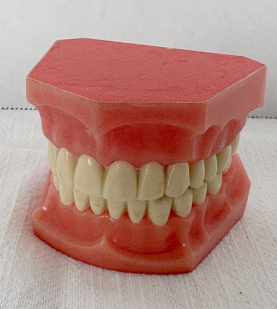 Vintage Dental Model for Teaching or Demonstration