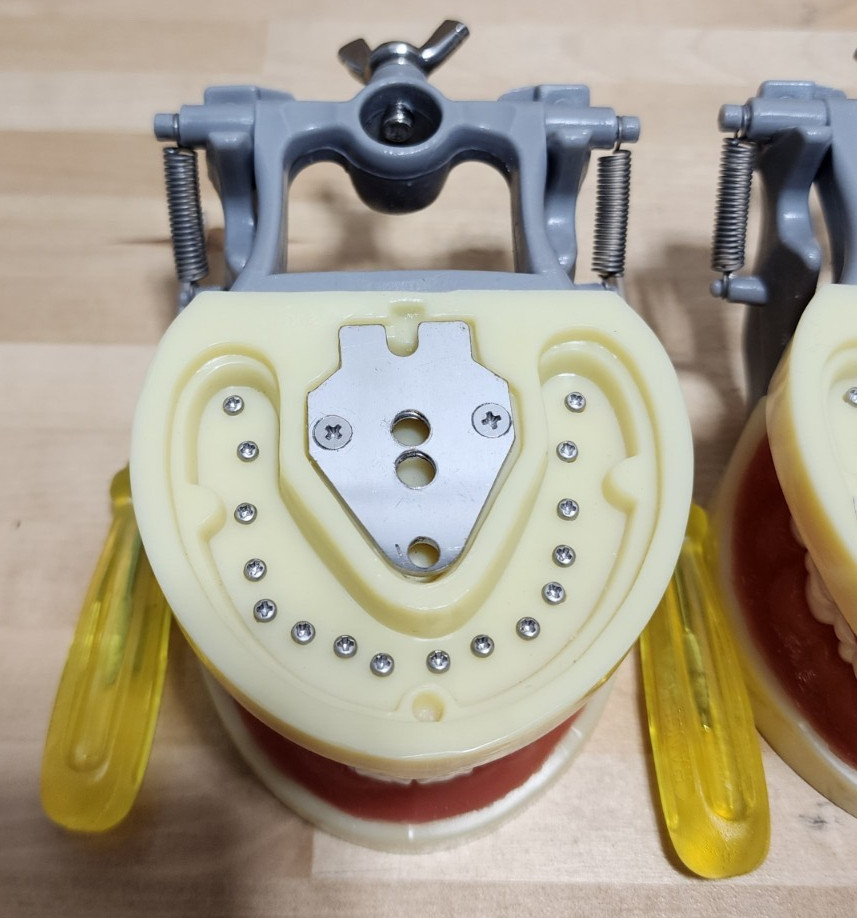Dental Form w/ Removable Teeth Typodont Dentoforms (Qty 4)