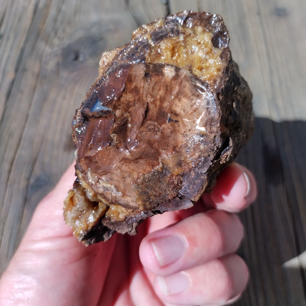 Blue Forest Petrified Wood * 1lb. 1 oz.