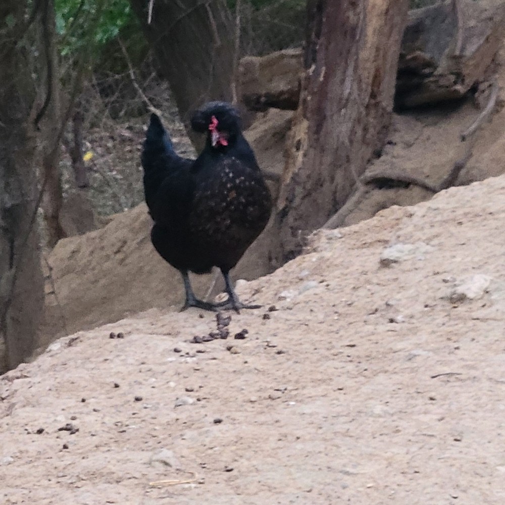 12 Rainbow hatching eggs mixed breeds