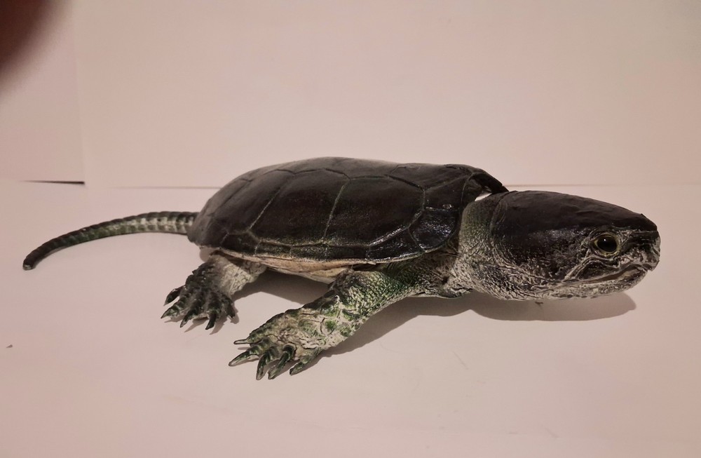 AAA Realistic PVC Big Headed/Snapping Turtle