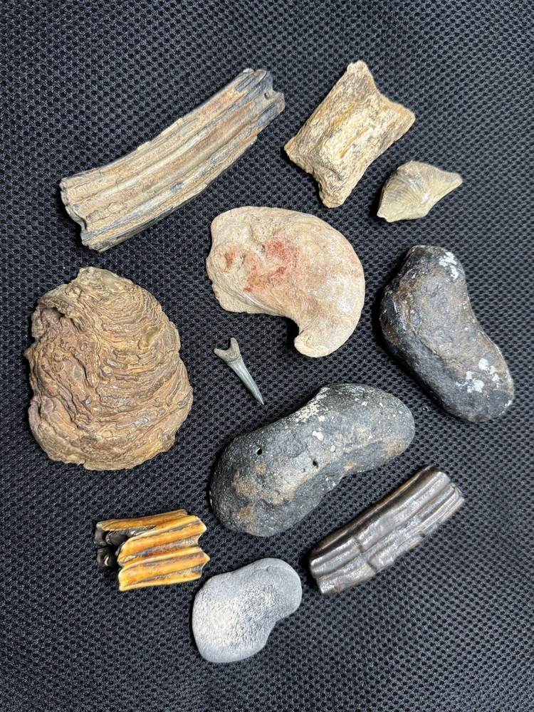 fossil collection lot From Southeastern Us