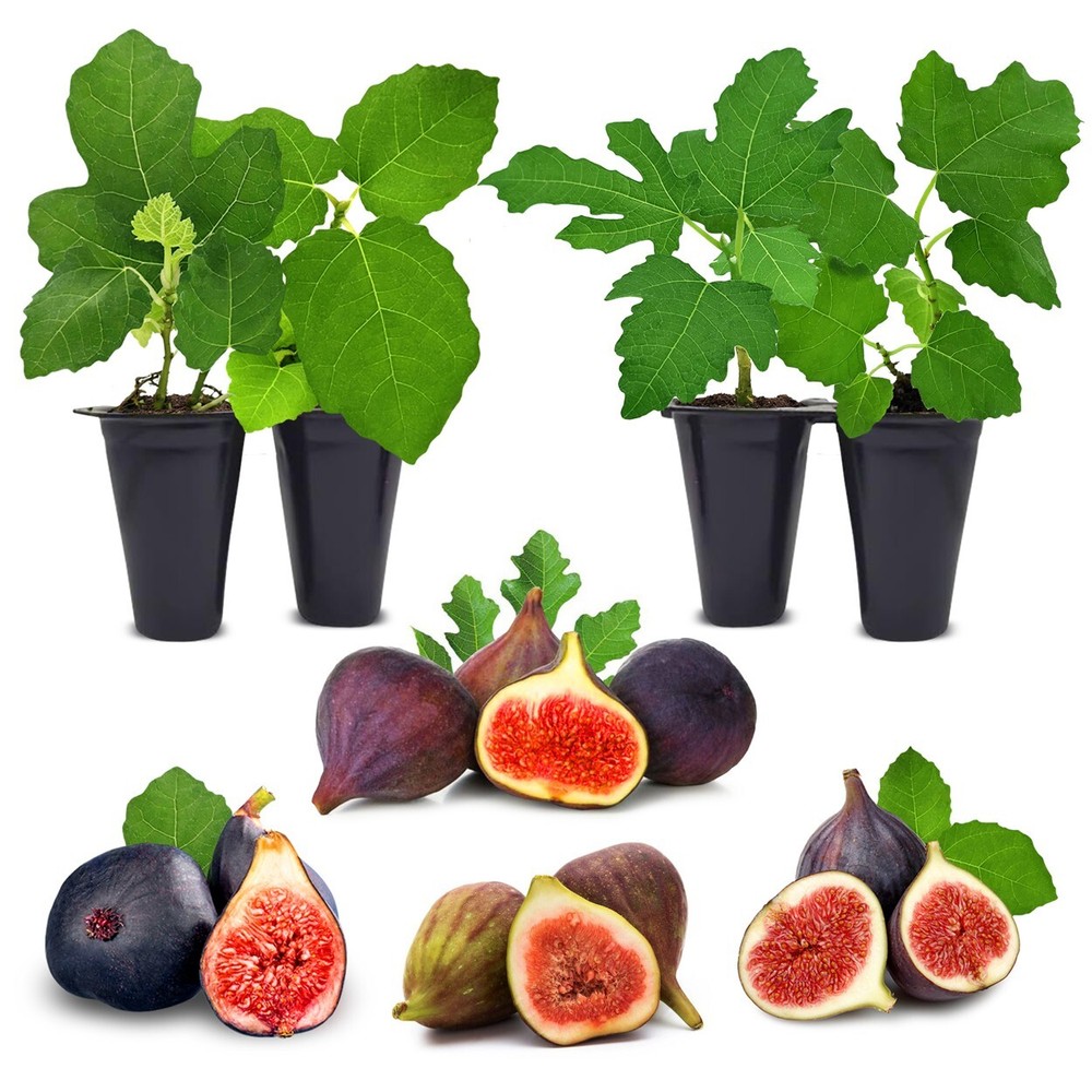 Fig Tree.  Set of 4 starter plants.