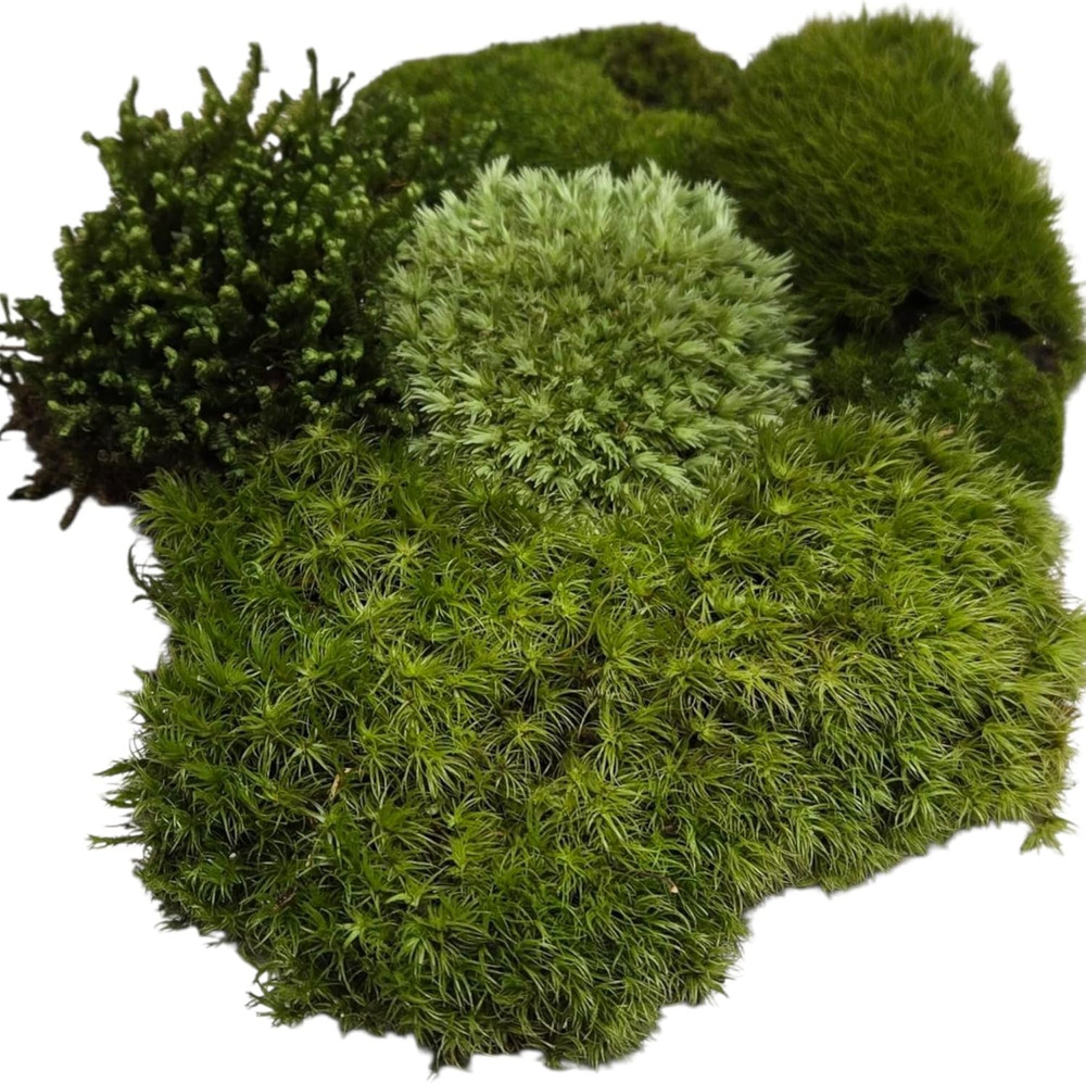 Live Terrarium Moss Assortment