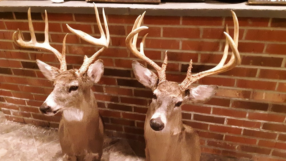 Hot Whitetail Doe Estrous