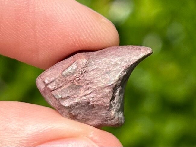 Partial Theropod Dinosaur Claw Fossil from Niger Dino Bones Kryptops Eocarcharia