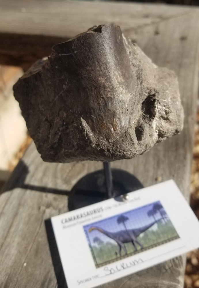 Nice Camarasaurus Sacrum Section Fossil Dinosaur Jurassic Morrison CO Recent Dig