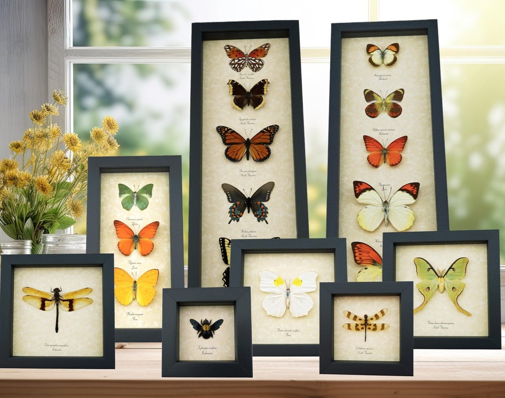 Real Framed Butterfly Eastern Black Swallowtail Papilio polyxenes Moonlight