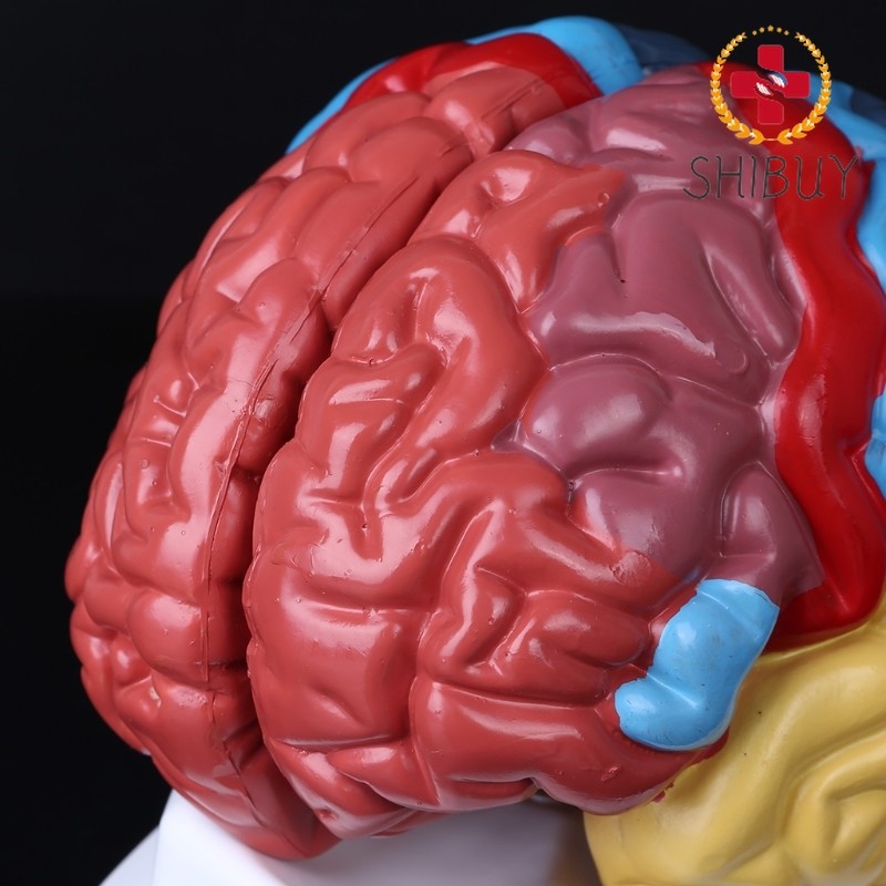 Life Size Human Brain Functional Area Model Anatomy for Model