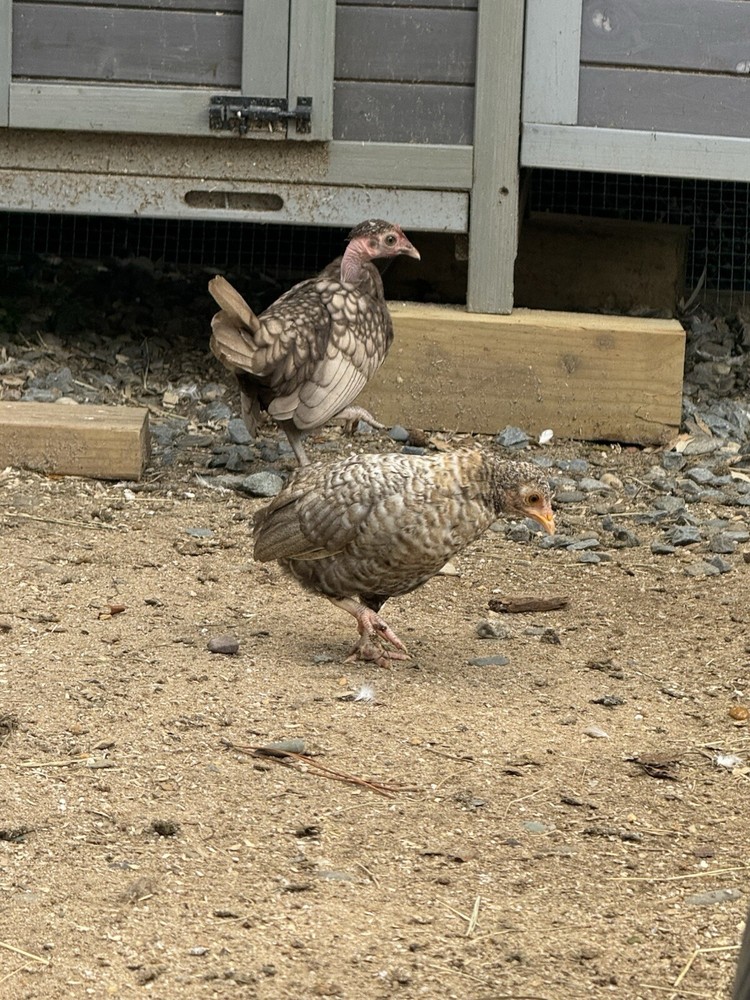 Kikiriki Bantam Hatching Eggs 8++