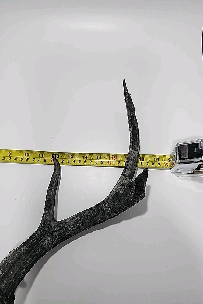 HUGE 6 Point Deer Rack And Skull