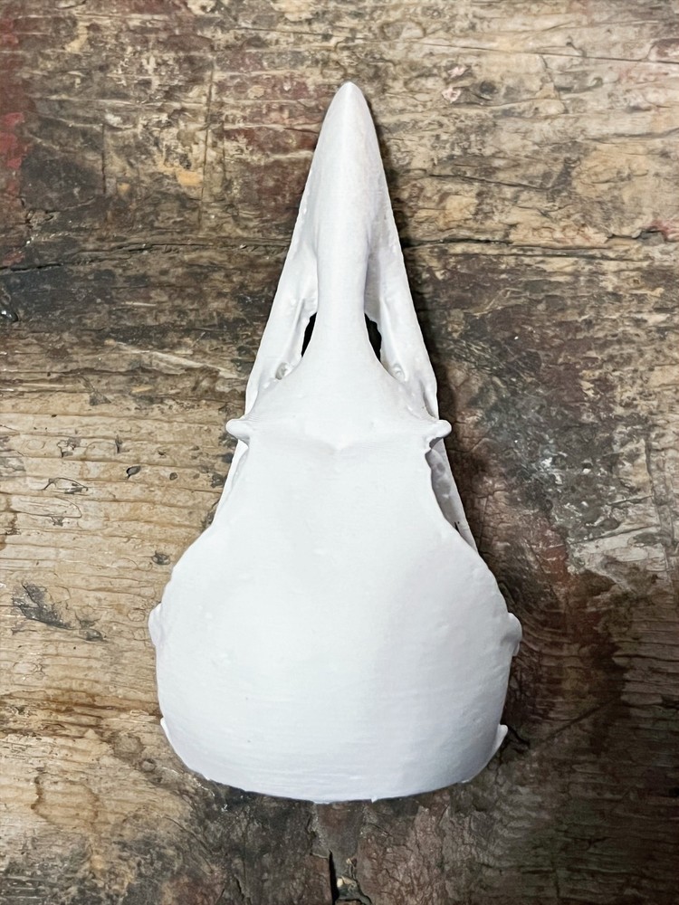 Raven Skull Replica