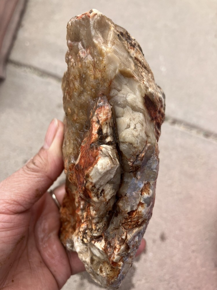 Opalized Wood , Fluorescent Under UV Light