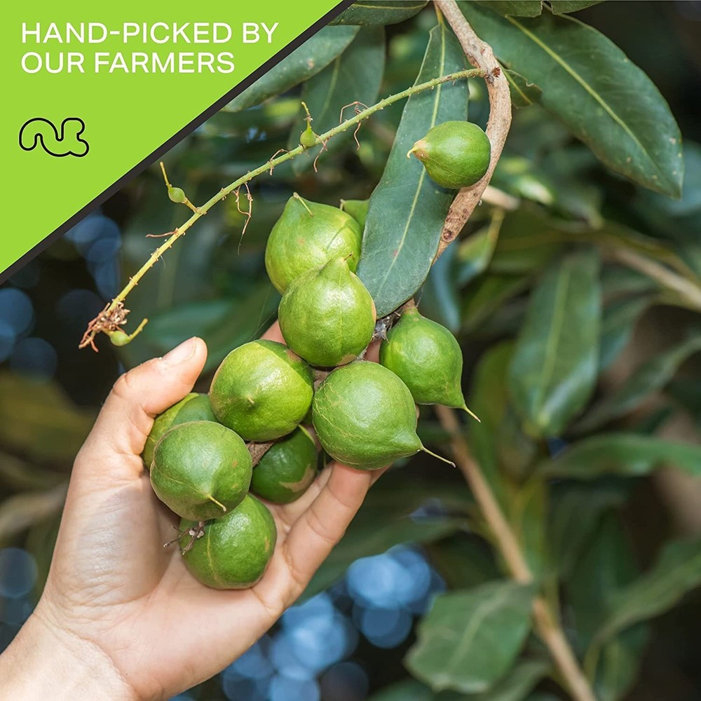 Freshly Roasted & Salted Macadamia Nuts Packed Fresh in...