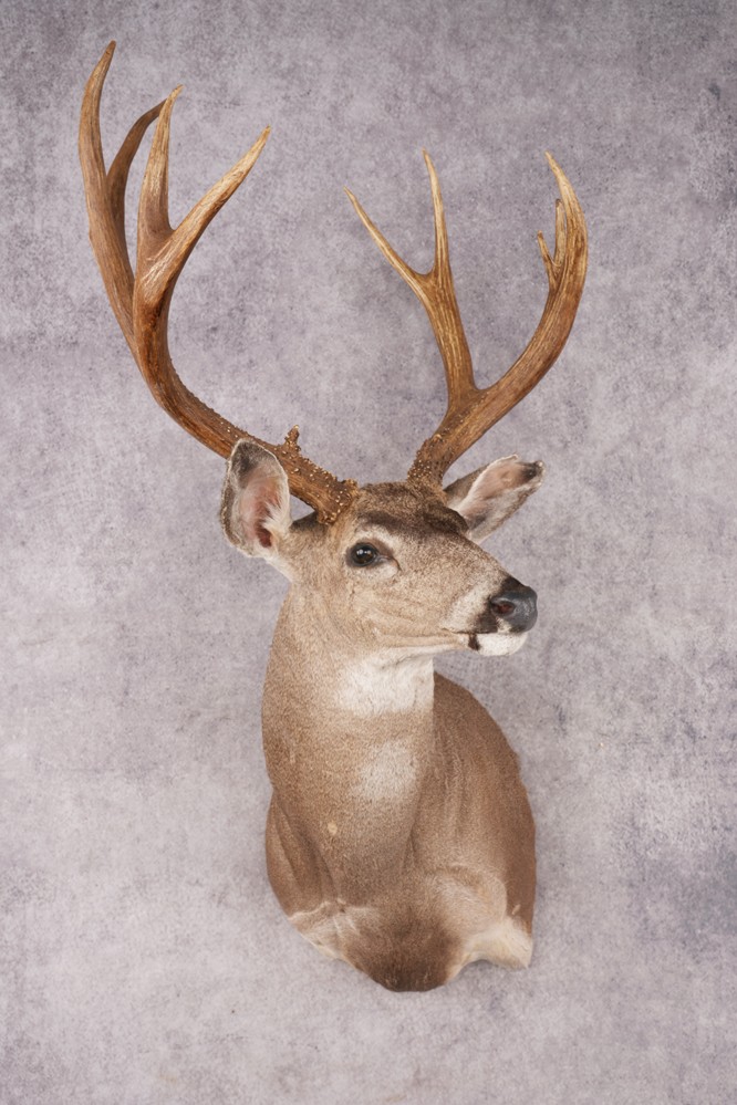 Mule Deer SKU 3236