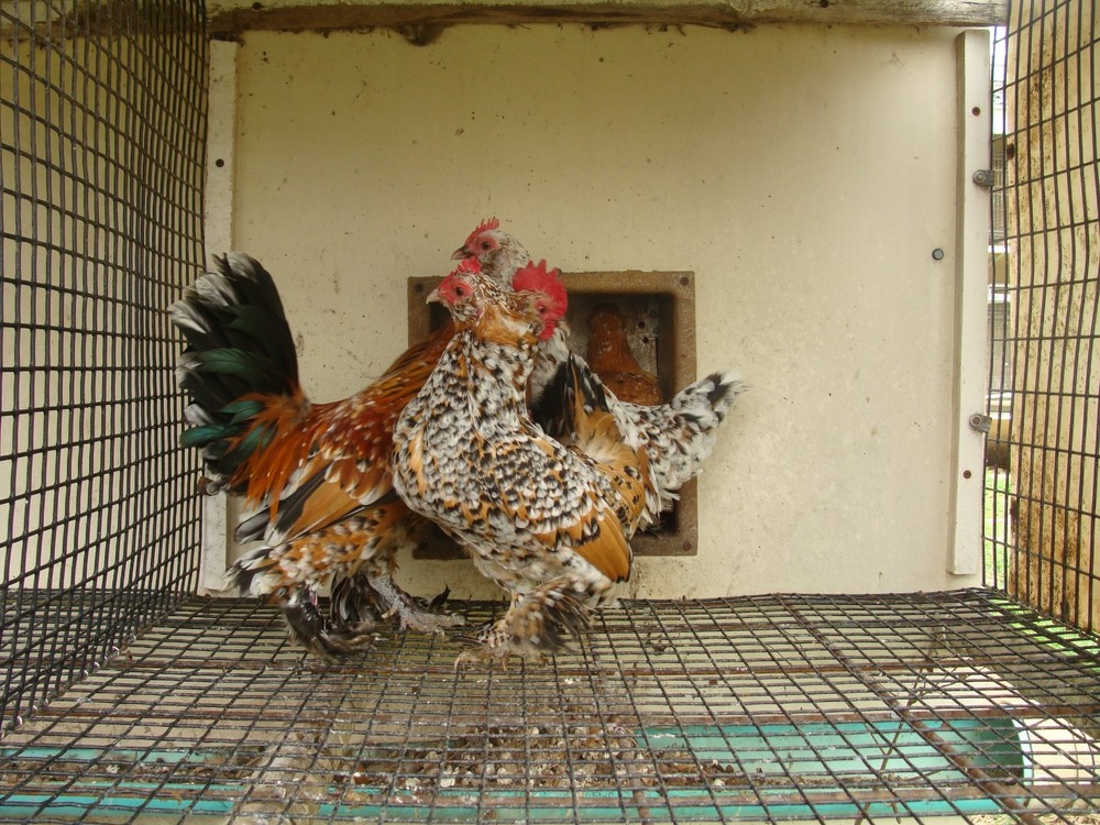 6+ MILLE FLEUR D'UCCLE BANTAM HATCHING EGGS