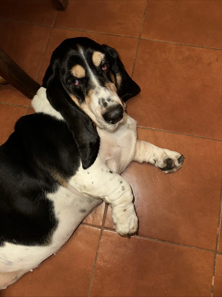 Speak Up Button 6 Pack - Never Used - Open Box Bin 4