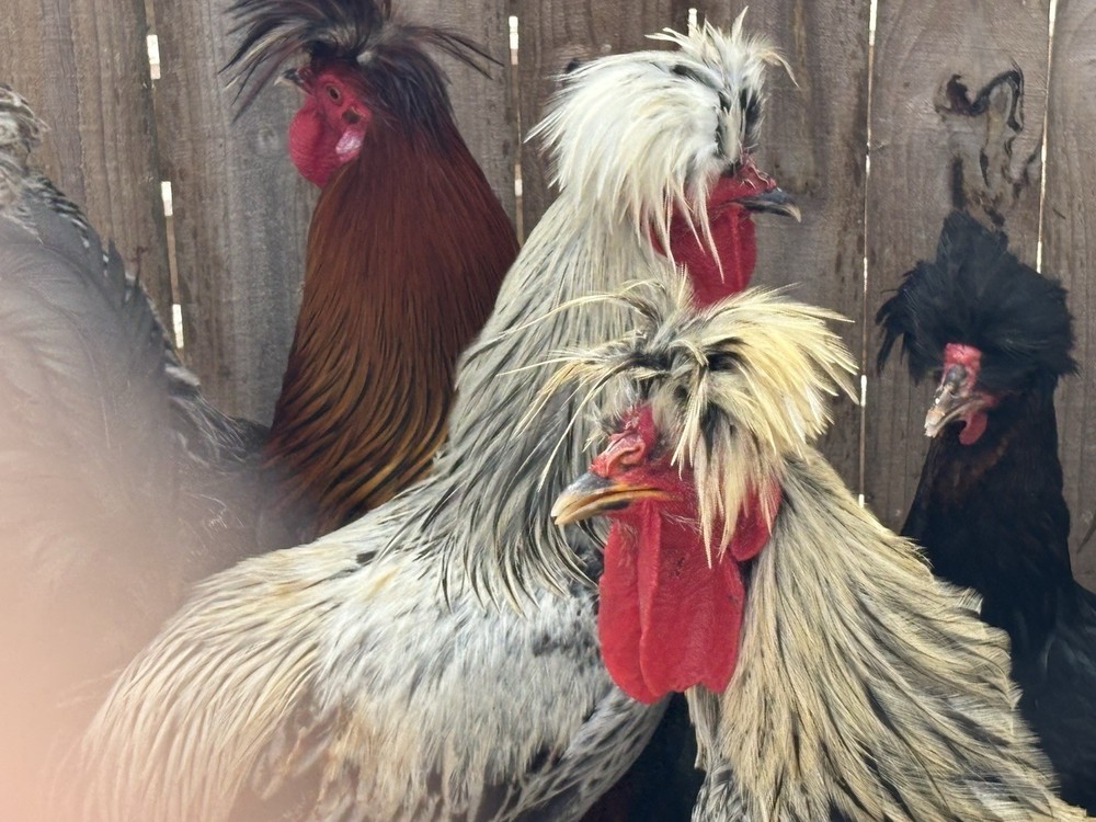 6 Sanjak Longcrower Eggs