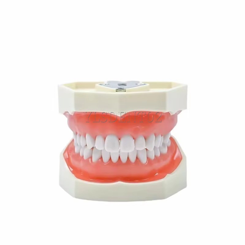 Standard Tooth Model Clinic Use High Quality Human Teeth Teaching Model