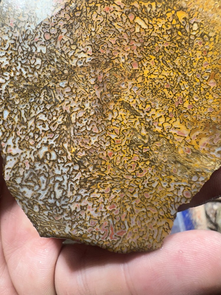 Dinosaur bone rough high grade slab.