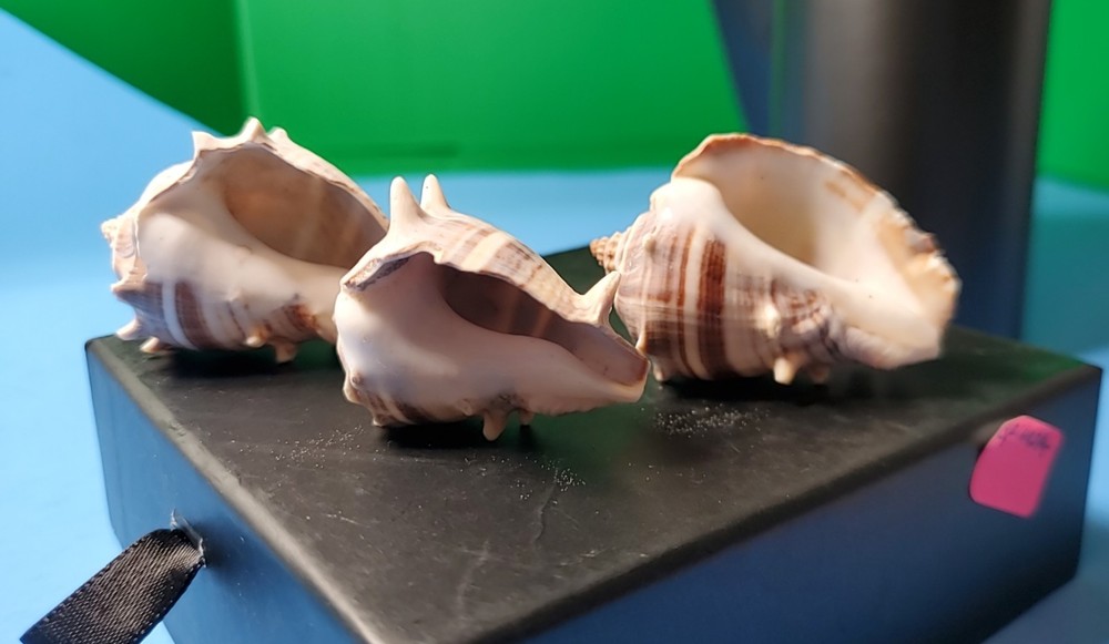 3-MELONGQUA BISPINOSA SEA SHELLS.