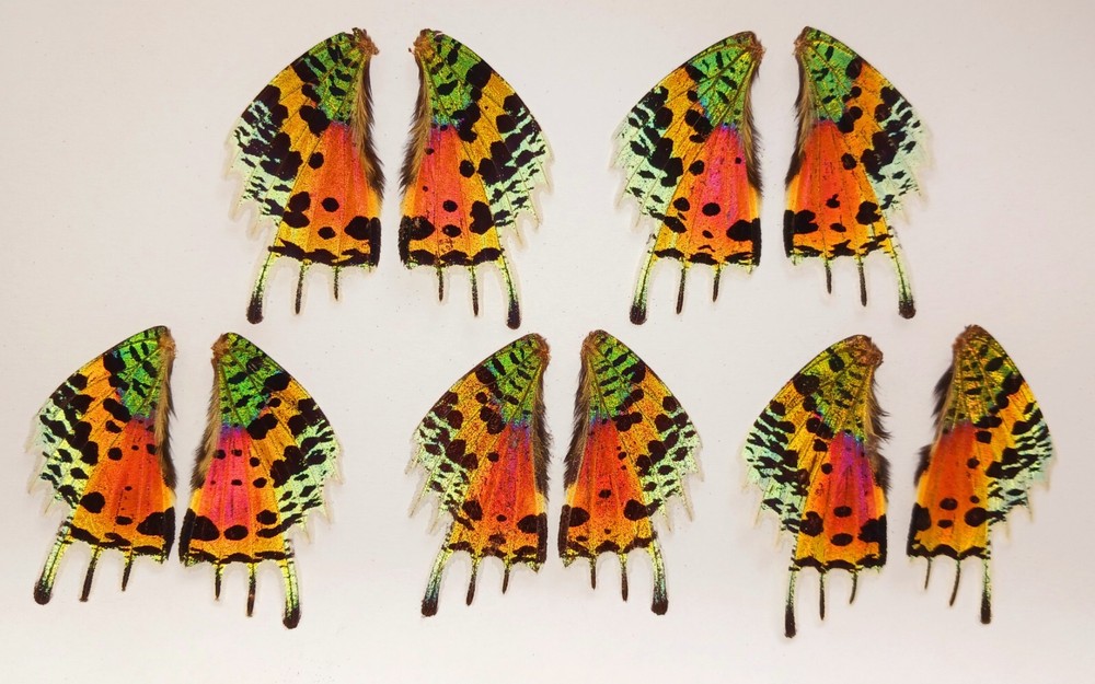 10 PIECES URANIA RIPHEUS MADAGASCAR SUNSET MOTH WINGS